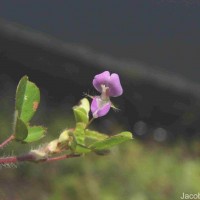 Grona heterophylla (Willd.) H.Ohashi & K.Ohashi